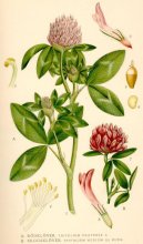 Trifolium pratense