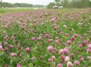 Trifolium pratense