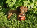 Dachshund