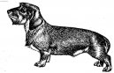 Dachshund