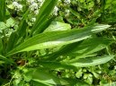 Plantago lanceolata