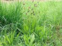 Plantago lanceolata