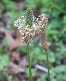 Plantago lanceolata