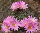 Kaktus Gymnocalycium