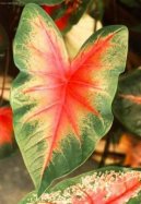 Caladium Hortulanum