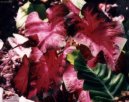 Caladium Hortulanum