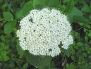 Viburnum lantana