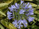 Agapanthus