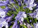 Agapanthus