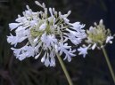 Agapanthus