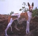 Podenco Canario