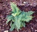 Polystichum