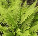 Polystichum