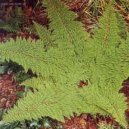 Polystichum