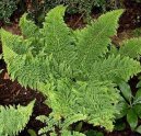 Polystichum