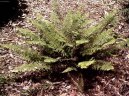 Polystichum