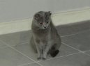 Chartreux cat