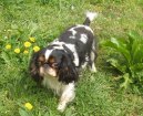 King Charles Spaniel