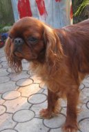 King Charles Spaniel