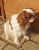 King Charles Spaniel