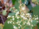 Polygonum multiflorum