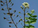 Capsella bursa-pastoris