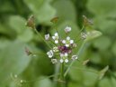 Capsella bursa-pastoris