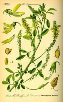 Melilotus officinalis