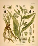 Symphytum officinale L