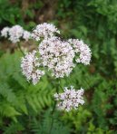 Valeriana officinalis L\.