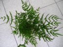 Pteris cretica