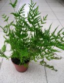 Pteris cretica