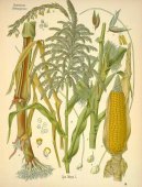 Zea mays