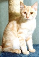 Kurilean Bobtail Shorthair