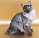 Kurilean Bobtail Shorthair