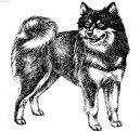 Ruotsinlapinkoira, Lapphund