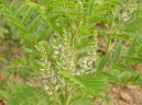 Glycyrrhiza glabra