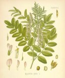 Glycyrrhiza glabra