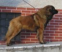 Leonberger