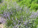 Lavandula angustifolia