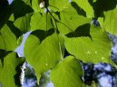 Tilia europaea