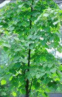 Tilia europaea