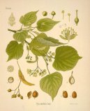 Tilia europaea