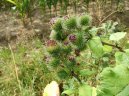 Arctium lappa