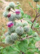 Arctium lappa