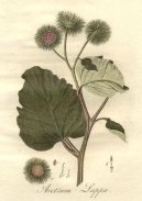 Arctium lappa