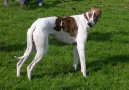 Magyar Agar, Hungarian Greyhound