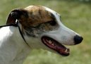 Magyar Agar, Hungarian Greyhound