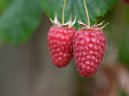 Rubus idaeus L\.