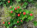 Rubus idaeus L\.